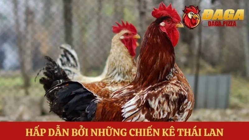 Đá gà Thái Lan: Sự khác biệt và hấp dẫn trong những trận đấu Đá gà Thái Lan: Sự khác biệt và hấp dẫn về chiến kê
