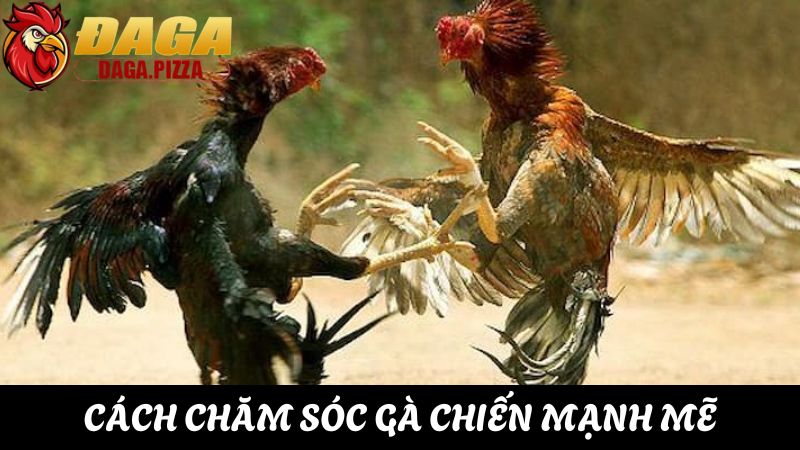 Đá gà cựa sắt và những điều cần biết kiếm thưởng dễ dàng tìm hiểu Đá gà cựa sắt và những điều cần biết