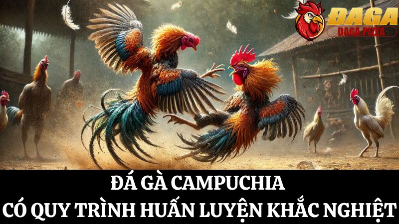 Khám phá đá gà Campuchia – Những bí mật ít người biết Đá gà Campuchia – Những bí mật ít người biết về quy trình huấn luyện