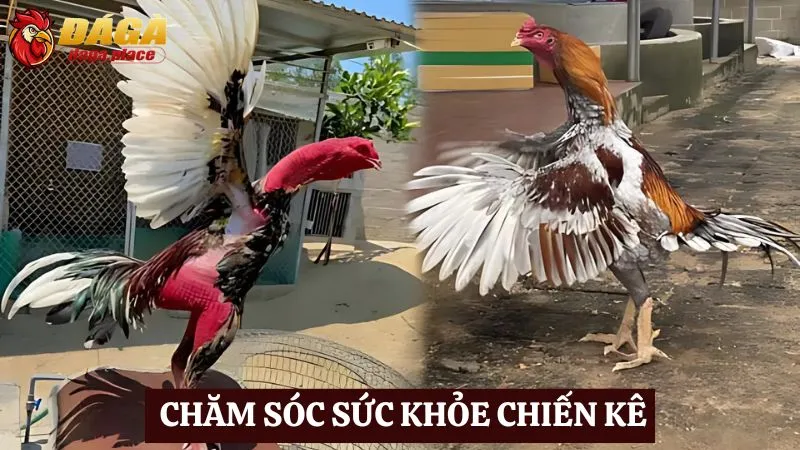 Cách chăm sóc chiến kê đá gà của những sư kê hàng đầu  Cách chăm sóc chiến kê đá gà khỏe mạnh
