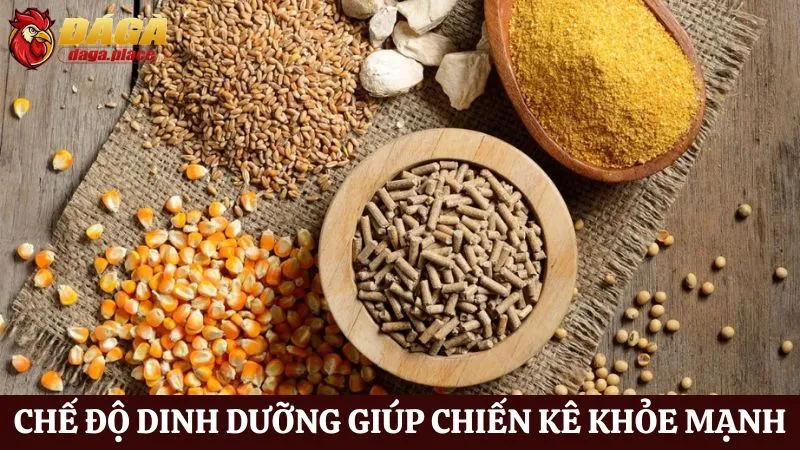 Cách chăm sóc chiến kê đá gà của những sư kê hàng đầu  Cách chăm sóc chiến kê đá gà qua chế độ dinh dưỡng