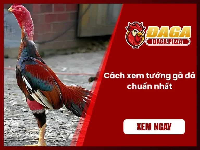 Cách xem tướng gà đá chuẩn nhất - Bí quyết chọn chiến kê Cách xem tướng gà đá chuẩn nhất