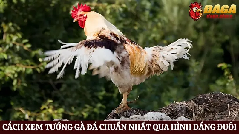 Cách xem tướng gà đá chuẩn nhất qua hình dáng đuôi