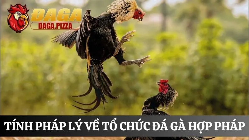 Tính pháp lý của đá gà ở Việt Nam cập nhật mới năm 2025 Tìm hiểu Tính pháp lý của đá gà ở Việt Nam