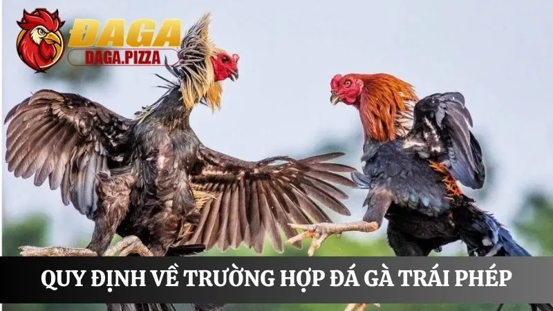 Tính pháp lý của đá gà ở Việt Nam cập nhật mới năm 2025 chi tiết Tính pháp lý của đá gà ở Việt Nam