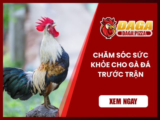 Chăm sóc sức khỏe cho gà đá trước trận đấu