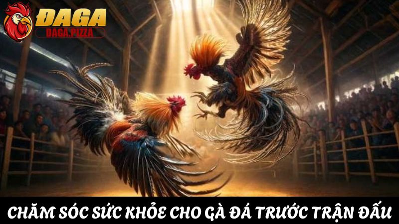 Bí quyết chăm sóc sức khỏe cho gà đá trước trận đấu chi tiết Chăm sóc sức khỏe cho gà đá trước trận đấu