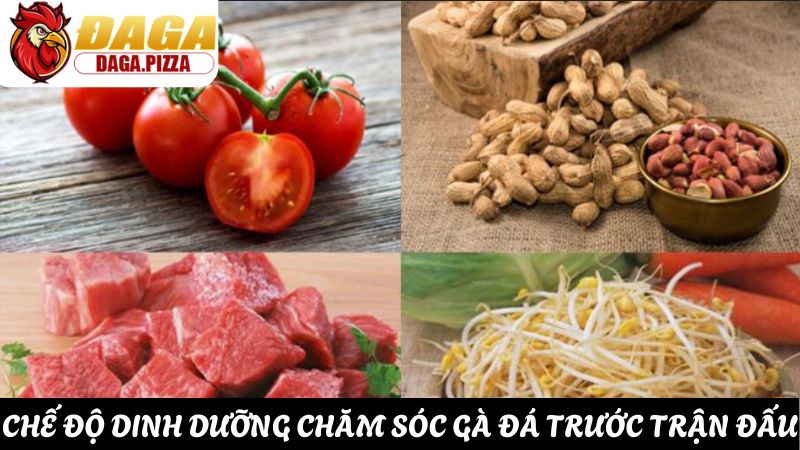 Bí quyết chăm sóc sức khỏe cho gà đá trước trận đấu chi tiết Chăm sóc sức khỏe cho gà đá trước trận đấu về dinh dưỡng