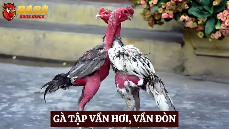 Cách chăm sóc chiến kê đá gà của những sư kê hàng đầu  Cách chăm sóc chiến kê đá gà