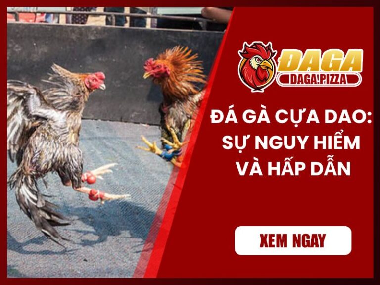 Đá gà cựa dao: Sự nguy hiểm và hấp dẫn chưa ai biết Đá gà cựa dao: Sự nguy hiểm và hấp dẫn