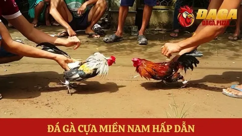 Đá gà – môn thể thao truyền thống của người Việt hiện nay