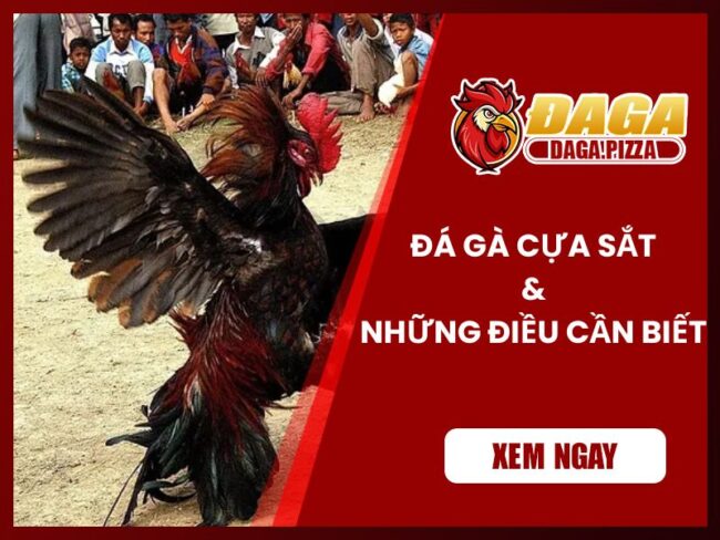Đá gà cựa sắt và những điều cần biết