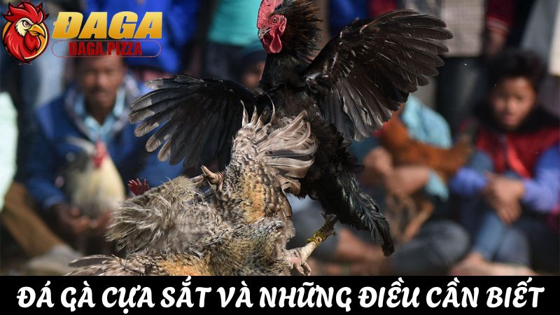 Đá gà cựa sắt và những điều cần biết kiếm thưởng dễ dàng Đá gà cựa sắt và những điều cần biết