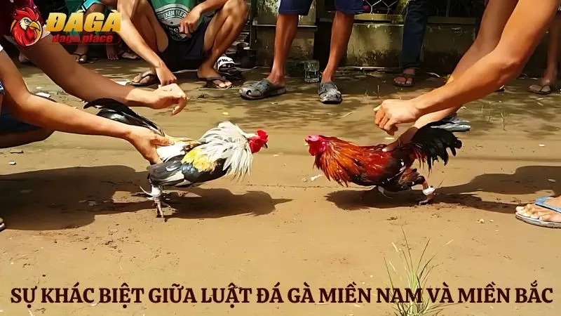 Đá gà miền Nam và miền Bắc: Sự khác biệt của hai miền là gì? Đá gà miền Nam và miền Bắc: Sự khác biệt về luật