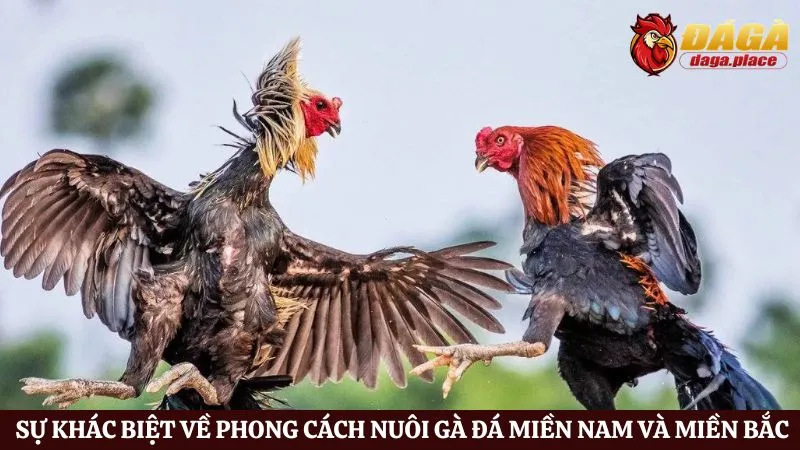 Đá gà miền Nam và miền Bắc: Sự khác biệt của hai miền là gì? Đá gà miền Nam và miền Bắc: Sự khác biệt về phong cách nuôi và luyện tập