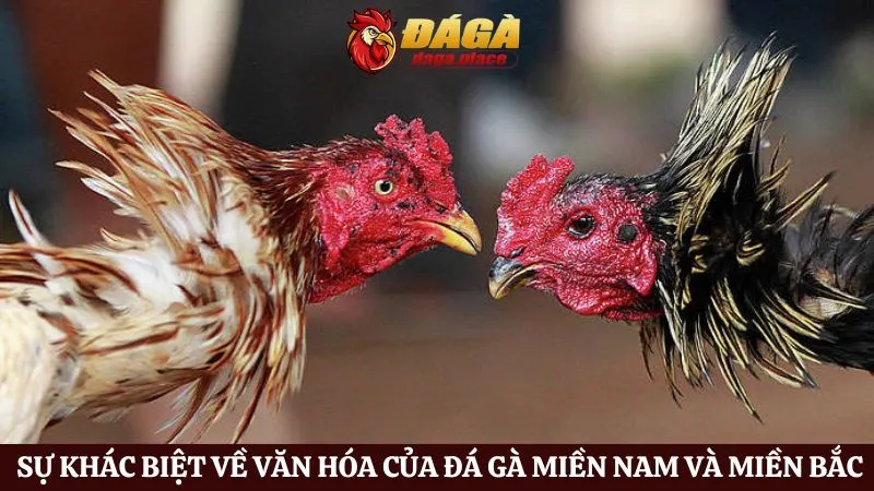 Đá gà miền Nam và miền Bắc: Sự khác biệt của hai miền là gì? Đá gà miền Nam và miền Bắc: Sự khác biệt về văn hóa