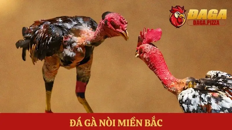 Tìm hiểu Đá gà – môn thể thao truyền thống của người Việt