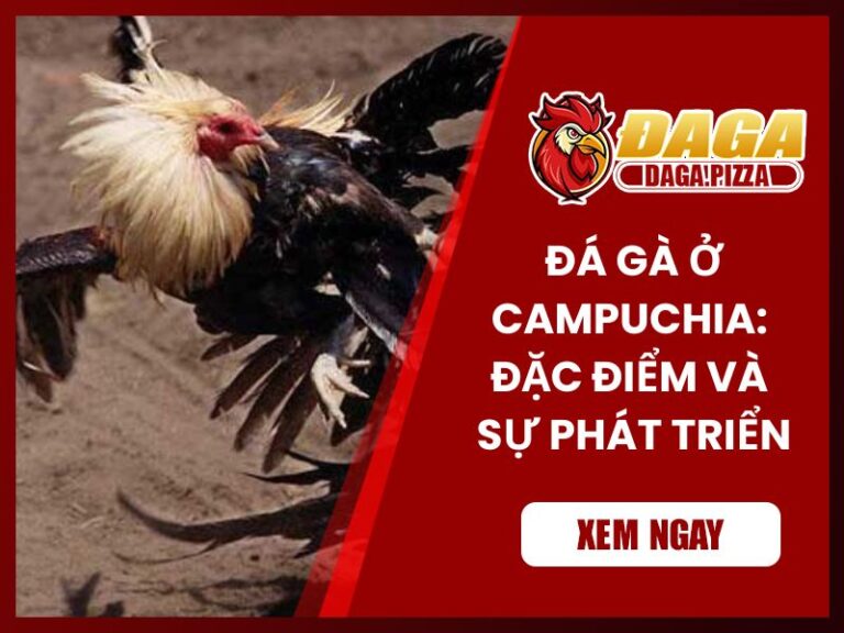 Đá gà ở Campuchia: Đặc điểm và sự phát triển mạnh mẽ Đá gà ở Campuchia: Đặc điểm và sự phát triển