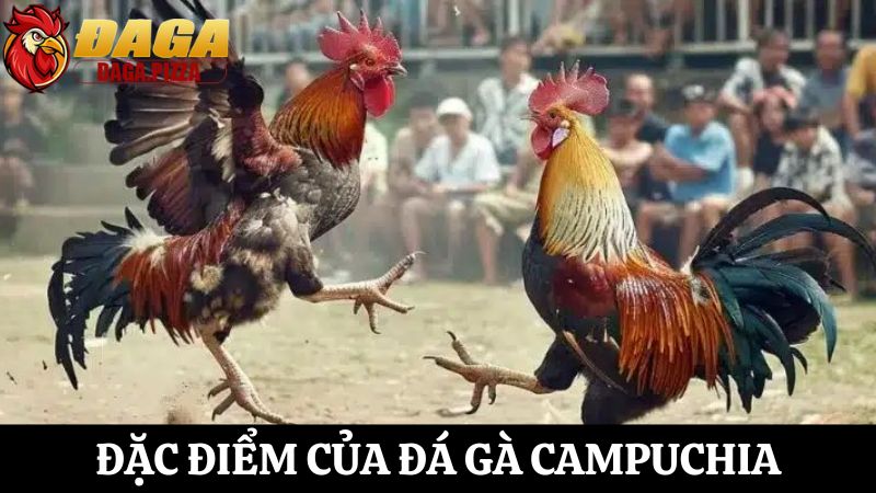 Đá gà ở Campuchia: Đặc điểm và sự phát triển mạnh mẽ tìm hiểu Đá gà ở Campuchia: Đặc điểm và sự phát triển