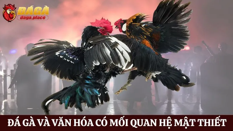 Đá gà và văn hóa dân gian Việt Nam: Nét đẹp truyền thống mối liên kết giữa Đá gà và văn hóa dân gian Việt Nam