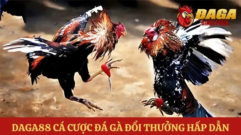 Các trang web đá gà uy tín - Daga88