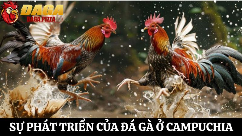 Đá gà ở Campuchia: Đặc điểm và sự phát triển mạnh mẽ chi tiết Đá gà ở Campuchia: Đặc điểm và sự phát triển