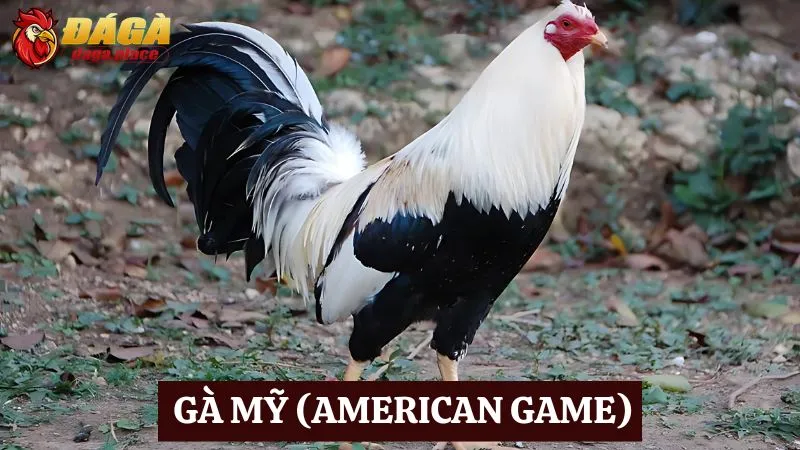 Các loại gà đá nổi tiếng ở Việt Nam sư kê thường chọn  các loại gà đá nổi tiếng ở Việt Nam - Gà Mỹ