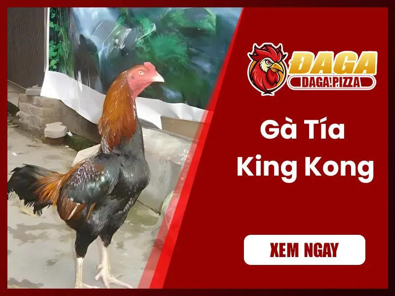 Những chiến kê nổi tiếng trong lịch sử đá gà Việt Nam  những chiến kê nổi tiếng trong lịch sử đá gà - Tía King Kong