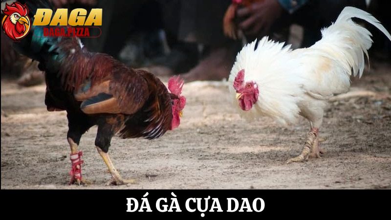 Đá gà cựa dao: Sự nguy hiểm và hấp dẫn