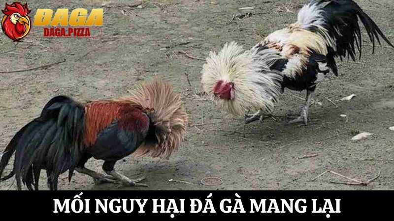 Đá gà – Mối nguy hại và giải pháp giải quyết hiệu quả Khai thác Đá gà – Mối nguy hại và giải pháp