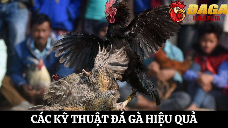 Khám phá chi tiết các kỹ thuật đá gà hiệu quả cho tân thủ chi tiết Các kỹ thuật đá gà hiệu quả