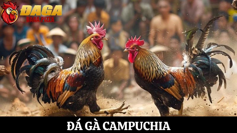 Đá gà ở Campuchia: Đặc điểm và sự phát triển mạnh mẽ Đá gà ở Campuchia: Đặc điểm và sự phát triển