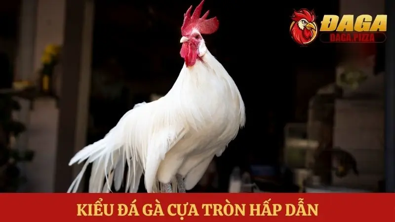 Các kiểu đá gà phổ biến - cựa tròn