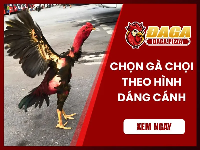 9+ kinh nghiệm chọn gà đá hay không phải ai cũng biết  Kinh nghiệm chọn gà đá hay qua hình dáng cánh gà