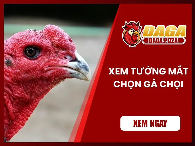 9+ kinh nghiệm chọn gà đá hay không phải ai cũng biết  Kinh nghiệm chọn gà đá hay qua tướng mắt