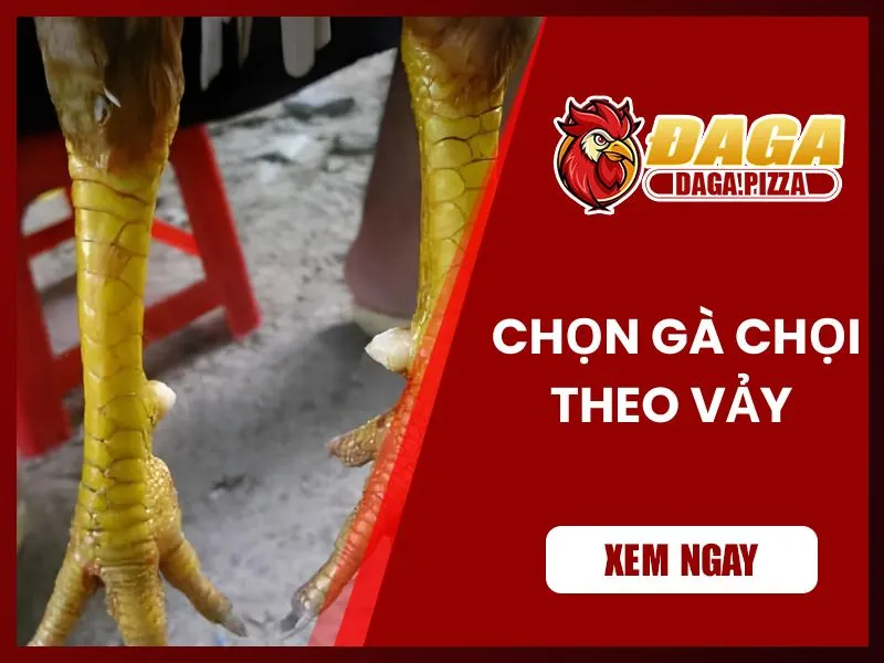 9+ kinh nghiệm chọn gà đá hay không phải ai cũng biết  Kinh nghiệm chọn gà đá hay qua vảy chân
