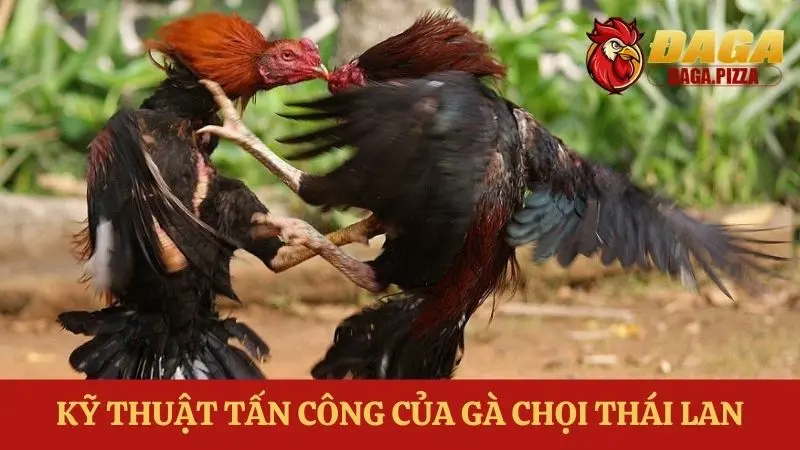 Đá gà Thái Lan: Sự khác biệt và hấp dẫn trong những trận đấu Đá gà Thái Lan: Sự khác biệt và hấp dẫn về Kỹ thuật chiến đấu