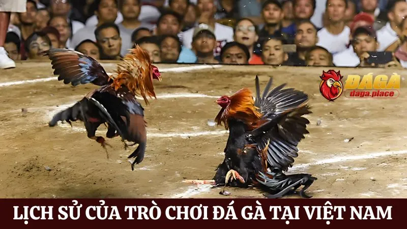 Đá gà và văn hóa dân gian Việt Nam: Nét đẹp truyền thống Đá gà và văn hóa dân gian Việt Nam