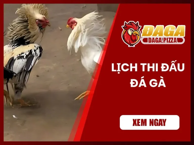 Lịch thi đấu đá gà: Cập nhật nhanh và liên tục trong ngày Lịch thi đấu đá gà