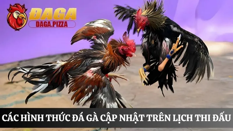 Lịch thi đấu đá gà: Cập nhật nhanh và liên tục trong ngày Lịch thi đấu đá gà chi tiết