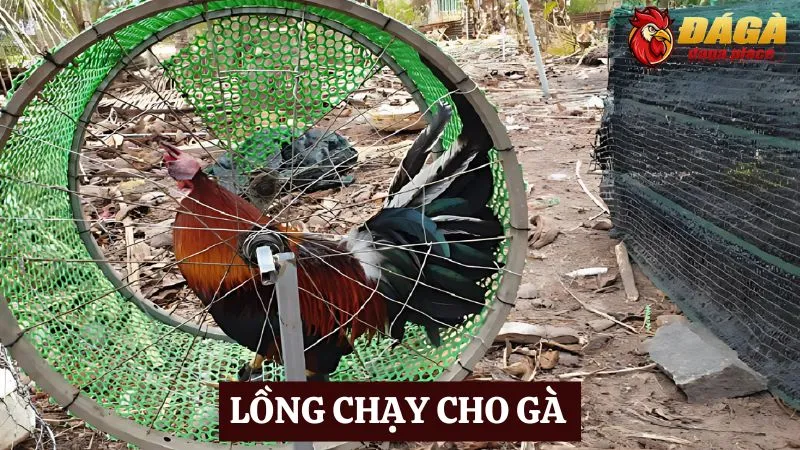 Các dụng cụ hỗ trợ trong đá gà được các sư kê lựa chọn nhiều Các dụng cụ hỗ trợ trong đá gà - lồng chạy