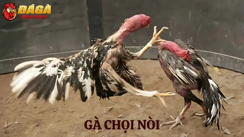 Các loại gà đá nổi tiếng ở Việt Nam sư kê thường chọn  các loại gà đá nổi tiếng ở Việt Nam - gà chọi nòi