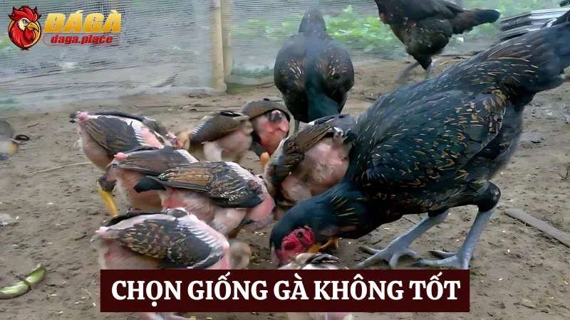 Những sai lầm thường gặp khi nuôi gà đá bạn nên biết  Một trong những sai lầm thường gặp khi nuôi gà đá