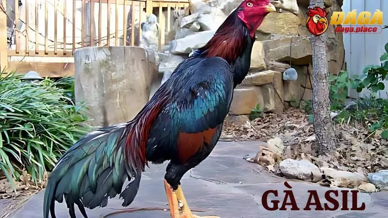 Các loại gà đá nổi tiếng ở Việt Nam sư kê thường chọn  các loại gà đá nổi tiếng ở Việt Nam - gà Asil