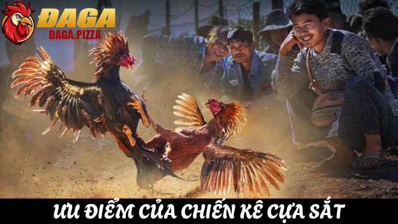 Đá gà cựa sắt và những điều cần biết kiếm thưởng dễ dàng ưu điểm Đá gà cựa sắt và những điều cần biết