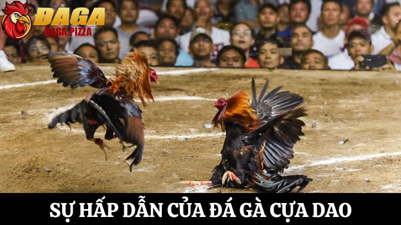 Đá gà cựa dao: Sự nguy hiểm và hấp dẫn ít ai biết