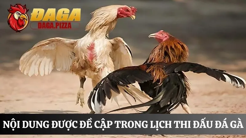 Lịch thi đấu đá gà: Cập nhật nhanh và liên tục trong ngày nội dung Lịch thi đấu đá g