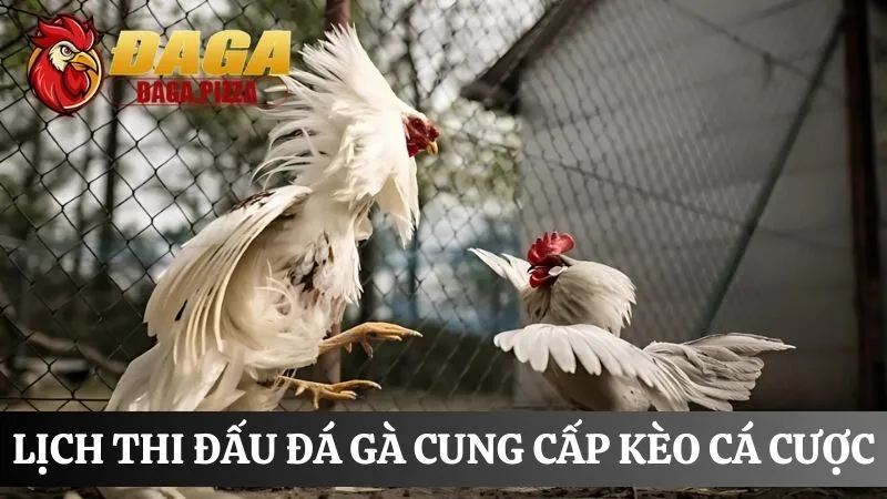 Lịch thi đấu đá gà: Cập nhật nhanh và liên tục trong ngày Lịch thi đấu đá gà cập nhật kèo cá cược