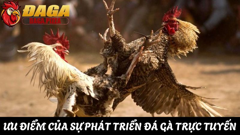 Khám phá sự phát triển của đá gà trực tuyến năm 2025 ưu điểm sự phát triển của đá gà trực tuyến