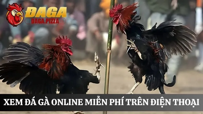 Đá gà online: Nơi cá cược an toàn và trả thưởng công khai tìm hiểu Đá gà online: Nơi cá cược an toàn